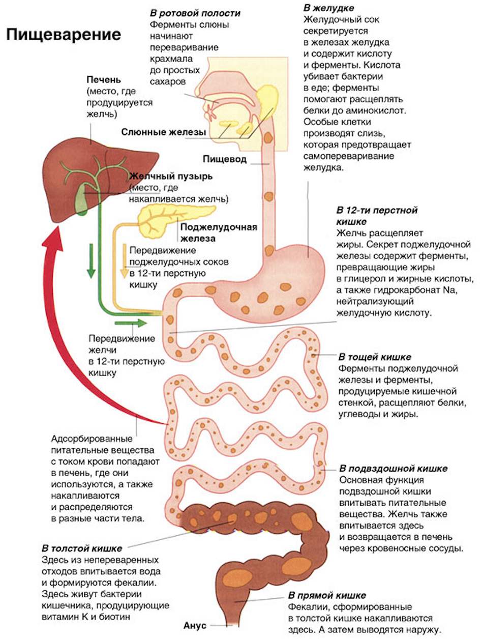 Схема процесса пищеварения человека по порядку. Схема процесса переваривания пищи в кишечнике. Схема как происходит процесс пищеварения у человека. Процессы пищеварения в отделах желудочно-кишечного тракта.