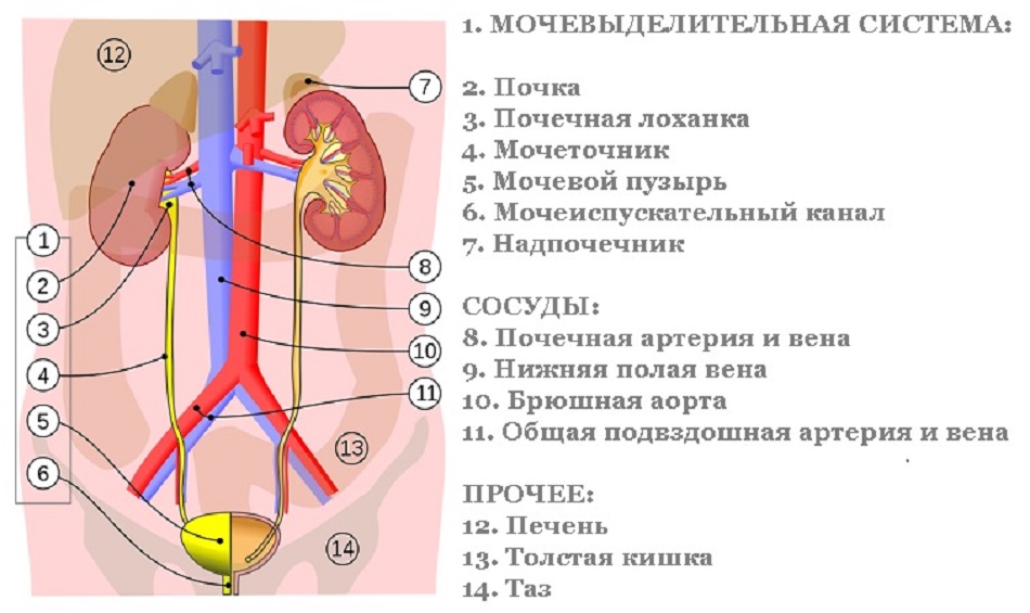 Мочеточник левой почки. Почка артерия Вена мочеточник. Почечная артерия Вена мочеточник. Мочеточник схема. Мочевыделительная система мочевой пузырь.