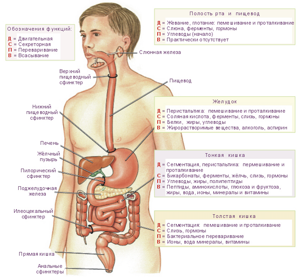 Пищевод процессы пищеварения. Анатомическое строение пищеварительной системы человека. Строение органов спереди. Схема расположения внутренних органов брюшной полости. Расположение органов человека в брюшной полости у мужчин схема.