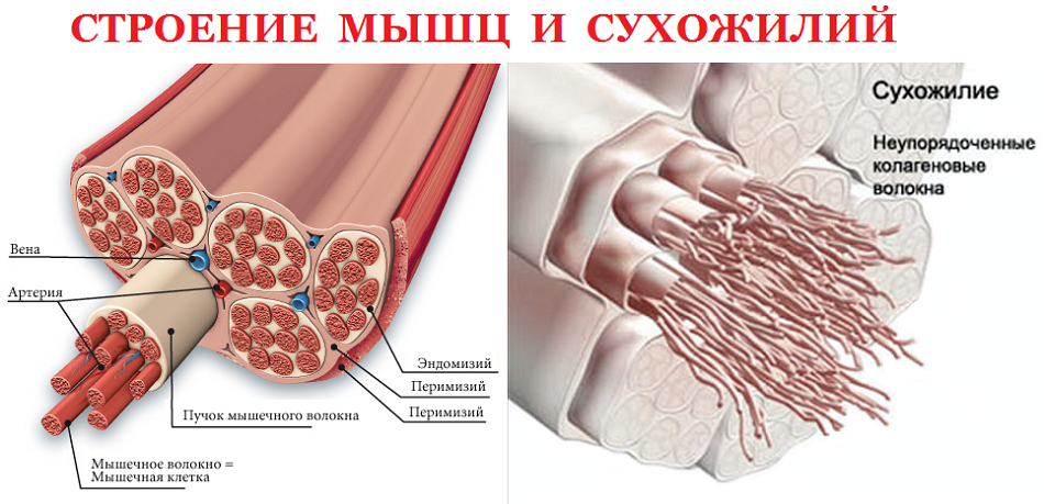 Сухожилия образованы из ткани. Строение сухожилия. Строение мышц сухожилия. Строение сухожилий человека. Строение сухожилия гистология.